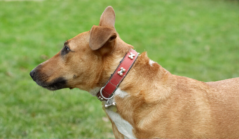 Christmas, Dog, Dogs, English Bull Terrier, Play, Playing, Playtime, Ruby, Run, Running, Staffordshire, Terriers