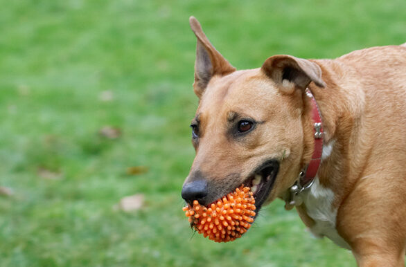 Ball, Christmas, Dog, Dogs, English Bull Terrier, Play, Playing, Playtime, Ruby, Run, Running, Staffordshire, Terriers