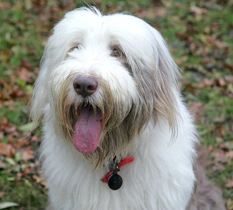 Kai the Bearded Collie
