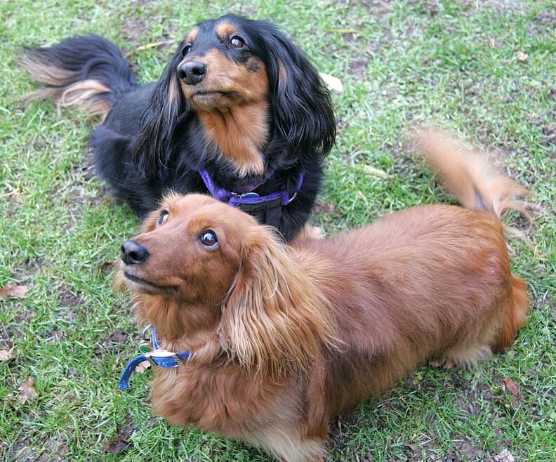 Whistler and Molly