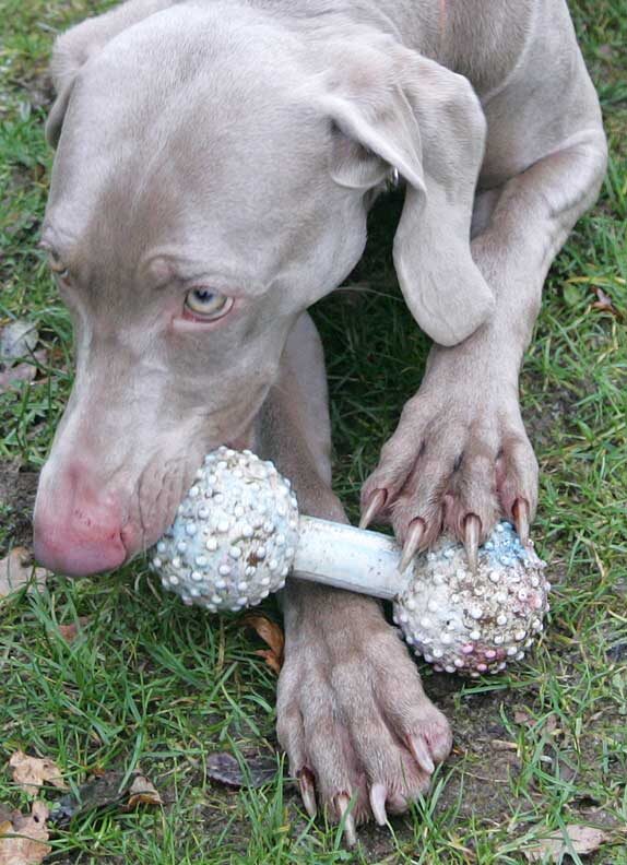 Moon the Weimaraner