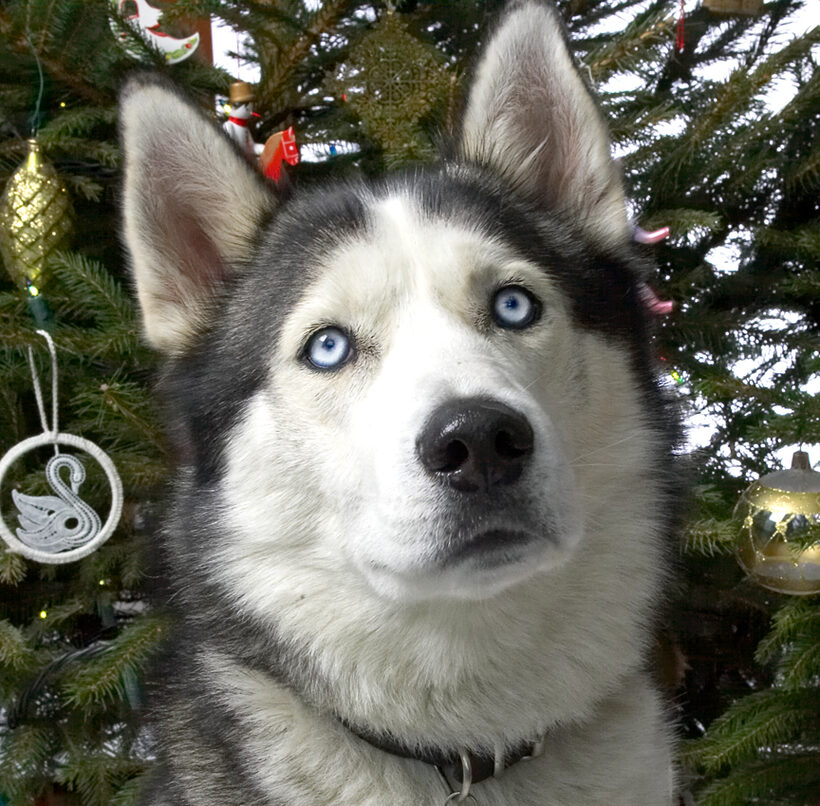 Lupus at Christmas