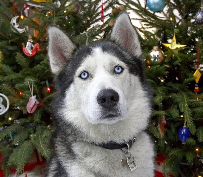Lupus at Christmas