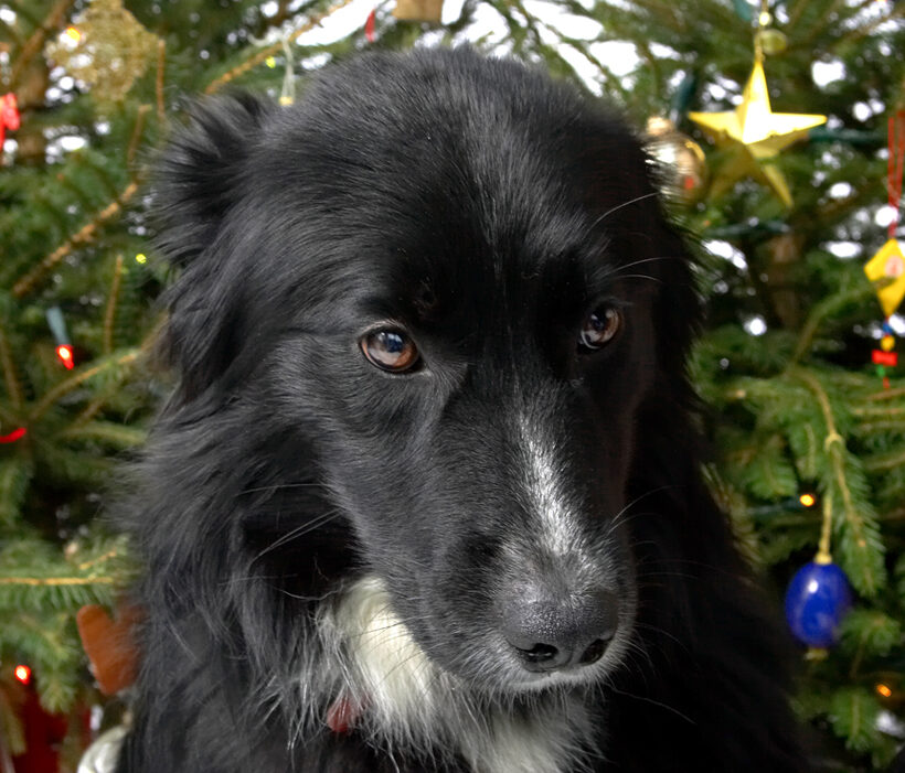 Barney