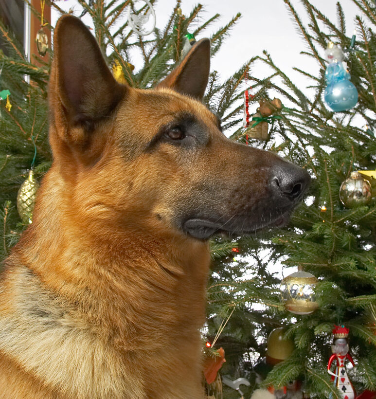 Sasha's Christmas Portrait