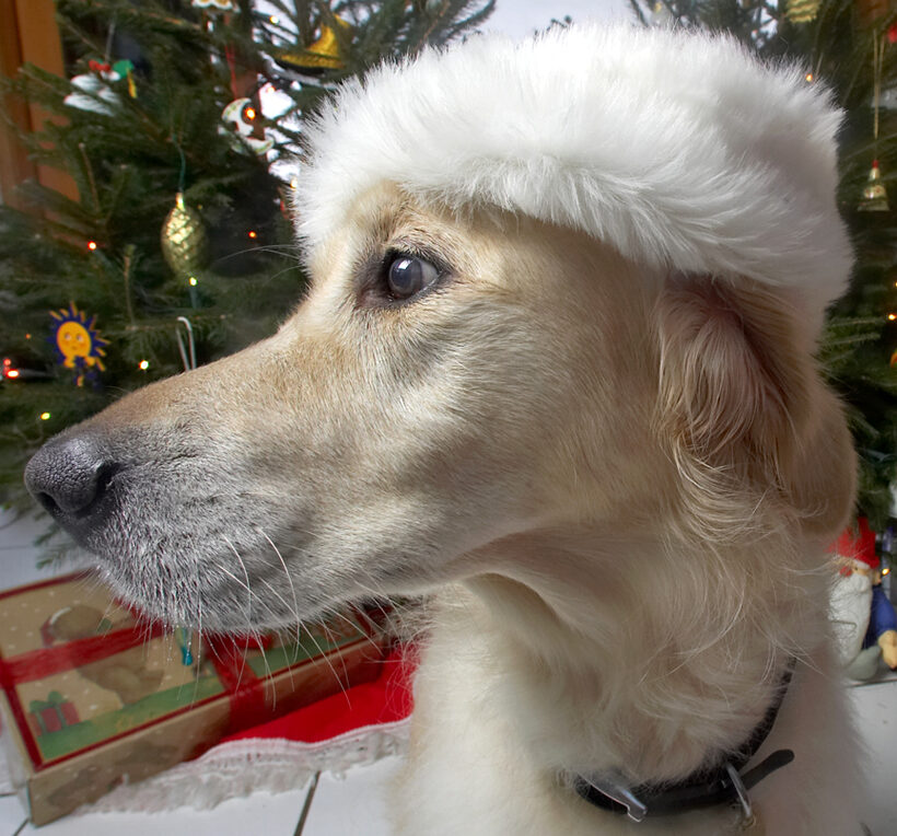 Rosie in a Fur Hat