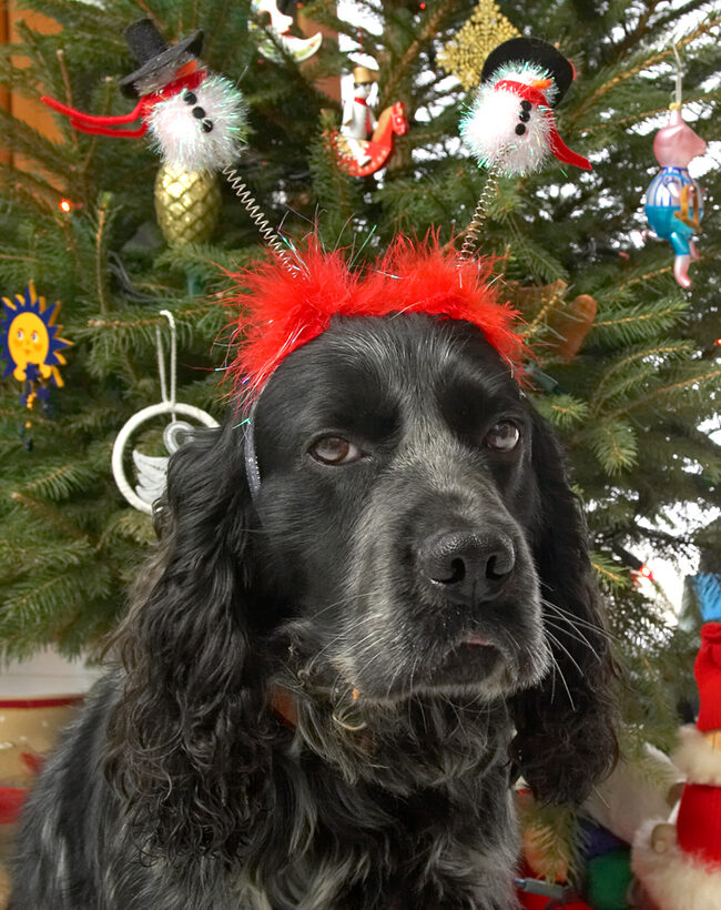 Bracken and the Snowmen