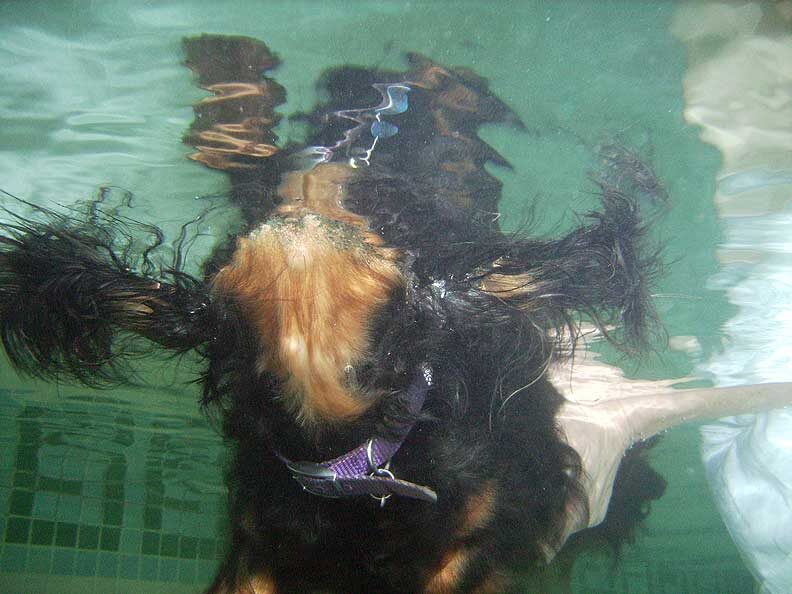 Whistler Swimming -- Underwater View