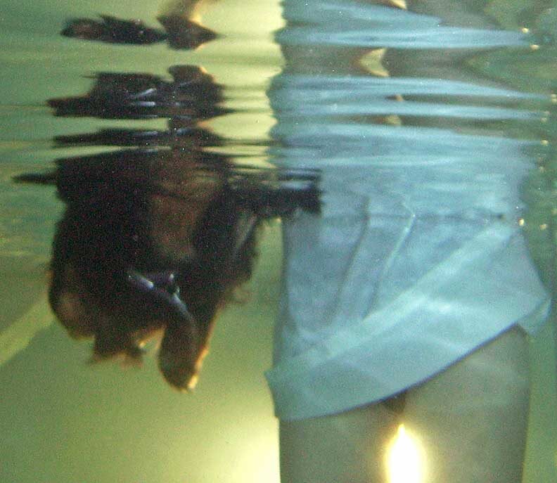 Underwater View of Whistler Swimming