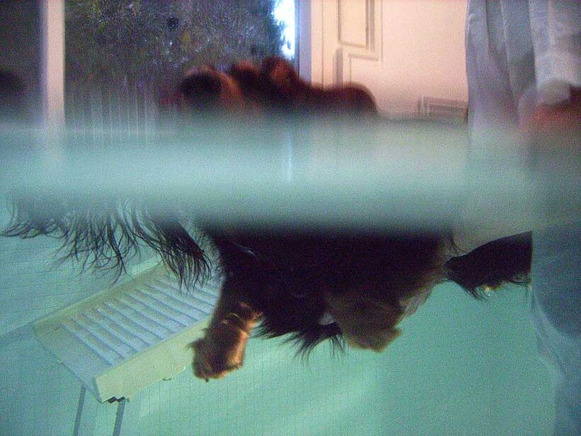 Whistler Swimming -- Top and Bottom View