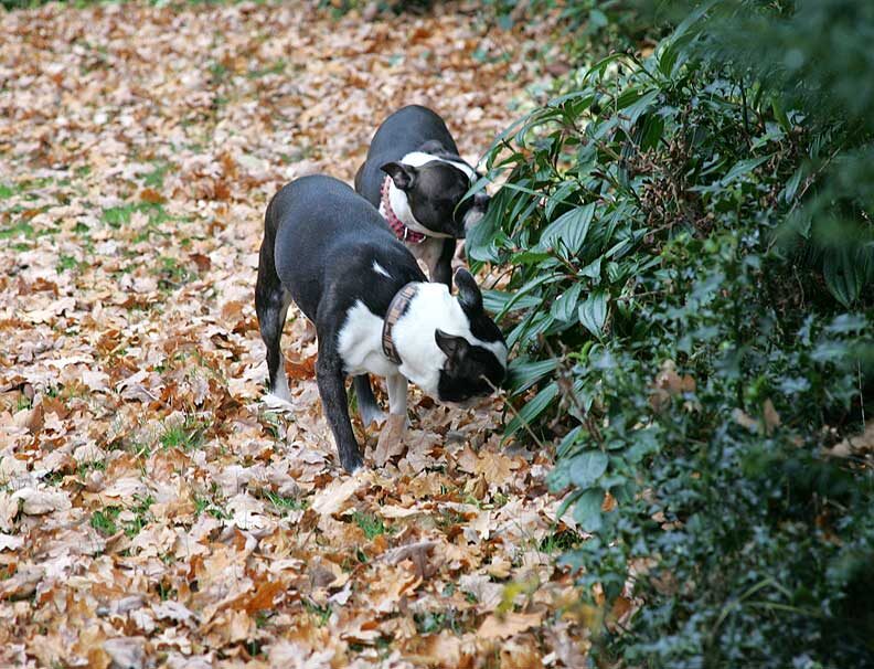 Mugsy and Cavi Having A Sniff
