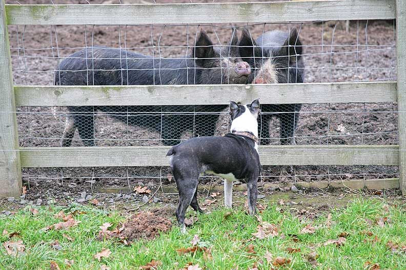 Mugsy saying hello to the Berkshire ladies