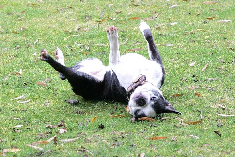 Mugsy found something delicious to roll in