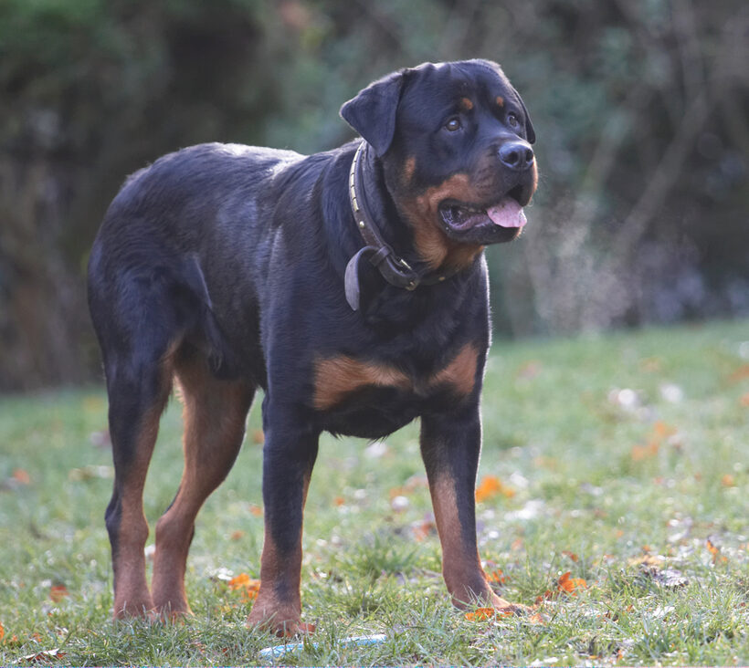 Dog, Dogs, Play, Playing, Playtime, Rottweiler, Rottweilers, Rufus, Run, Running, Smithy, Tongue