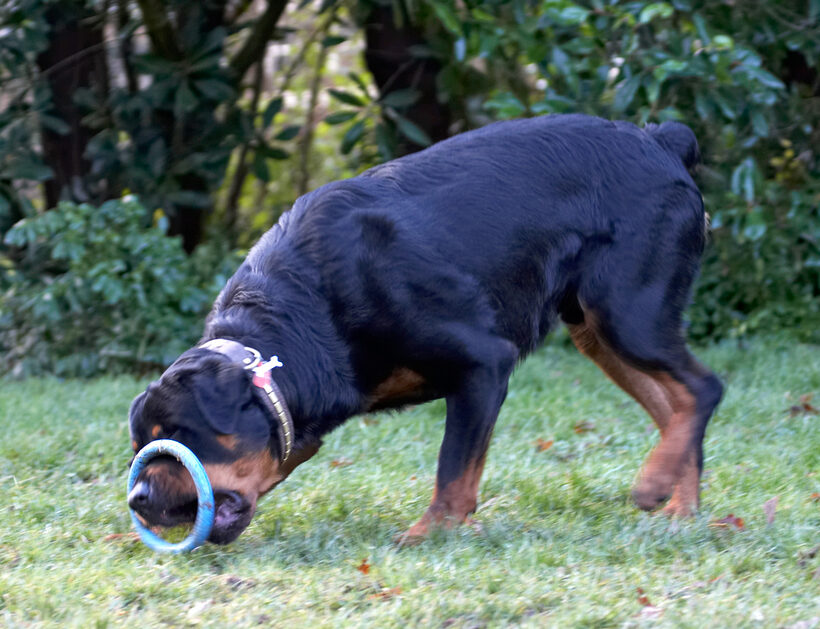 Dog, Dogs, Play, Playing, Playtime, Rottweiler, Rottweilers, Rufus, Run, Running, Smithy
