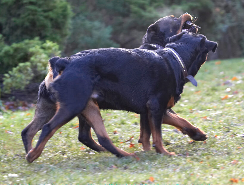 Dog, Dogs, Play, Playing, Playtime, Rottweiler, Rottweilers, Rufus, Run, Running, Smithy, Stick, Tug-o-war