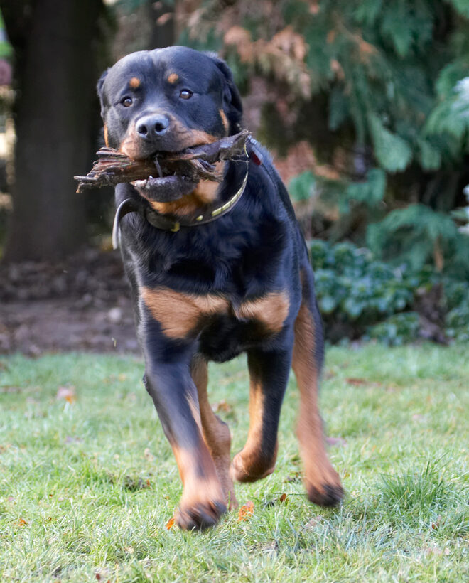 Dog, Dogs, Play, Playing, Playtime, Rottweiler, Rottweilers, Rufus, Run, Running, Smithy, Stick