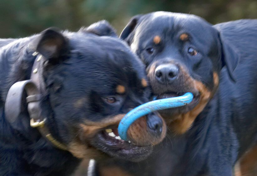 Dog, Dogs, Play, Playing, Playtime, Rottweiler, Rottweilers, Rufus, Run, Running, Smithy, Tug-o-war