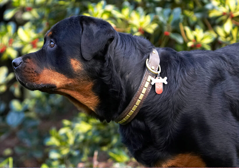 Dog, Dogs, Play, Playing, Playtime, Rottweiler, Rottweilers, Rufus, Run, Running, Smithy