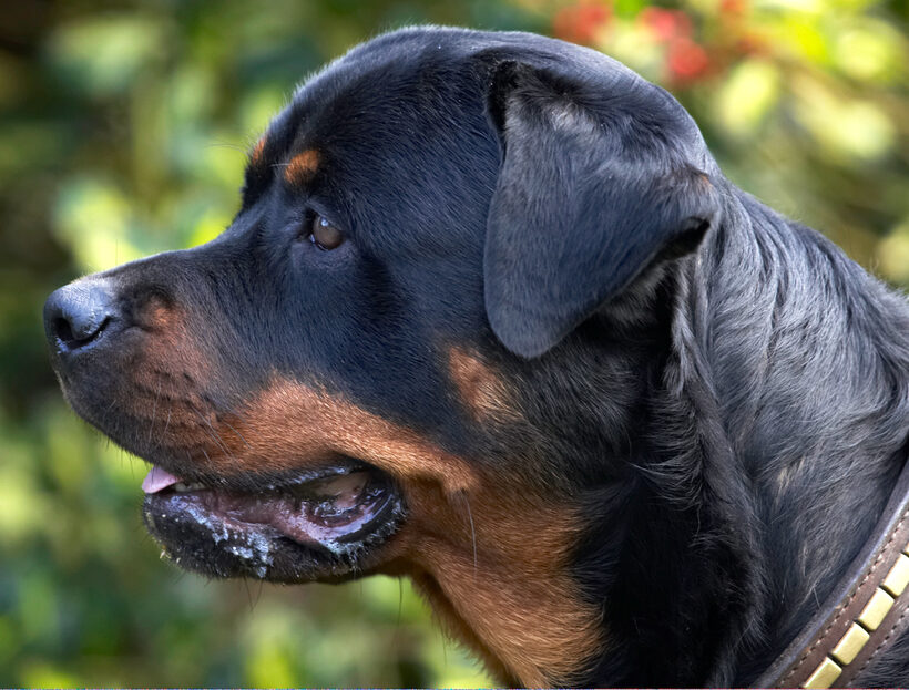 Dog, Dogs, Play, Playing, Playtime, Rottweiler, Rottweilers, Rufus, Run, Running, Smithy, Tongue