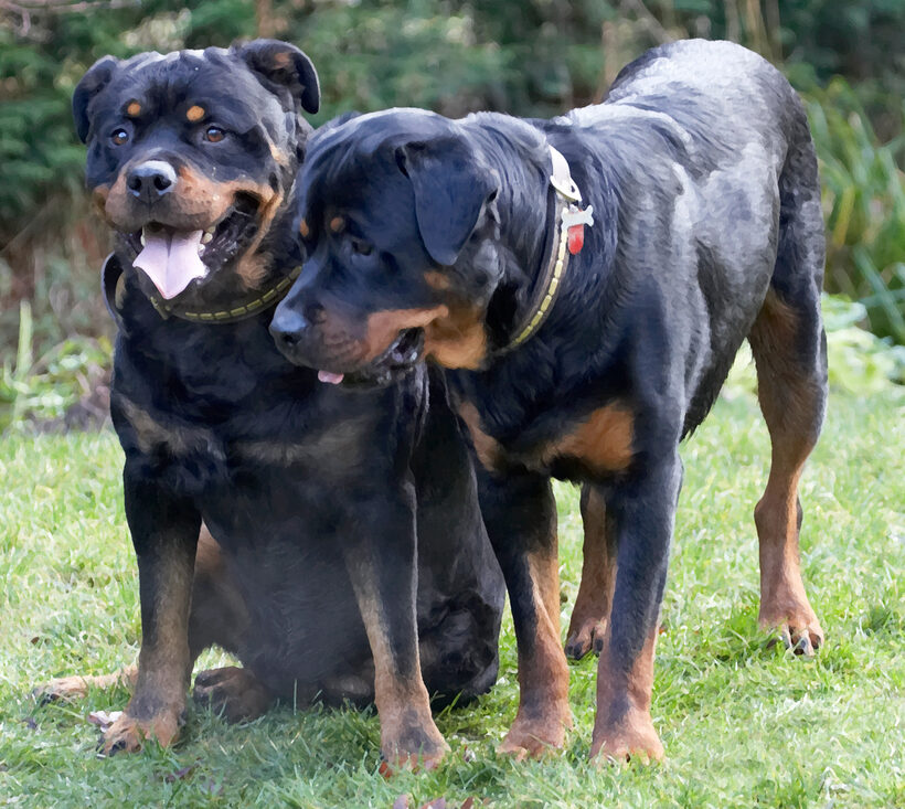 Dog, Dogs, Play, Playing, Playtime, Rottweiler, Rottweilers, Rufus, Run, Running, Smithy, Tongue