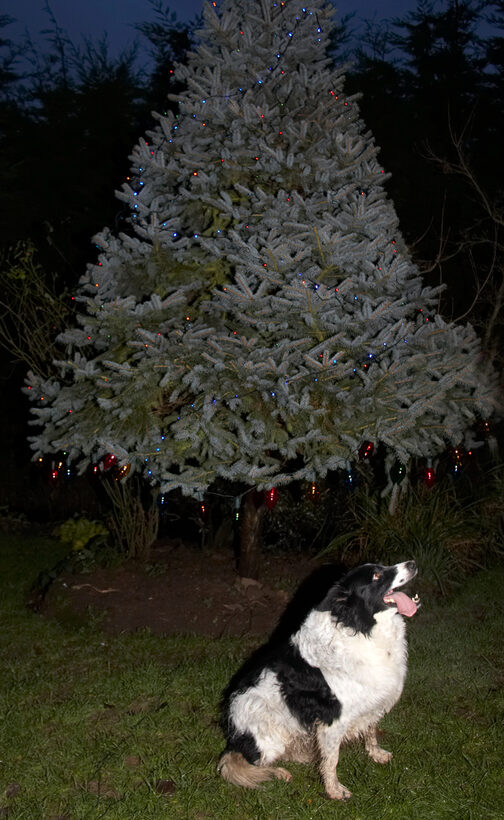 Border Collie, Christmas, Collies, Dog, Dogs, Jack, Tongue, Tree