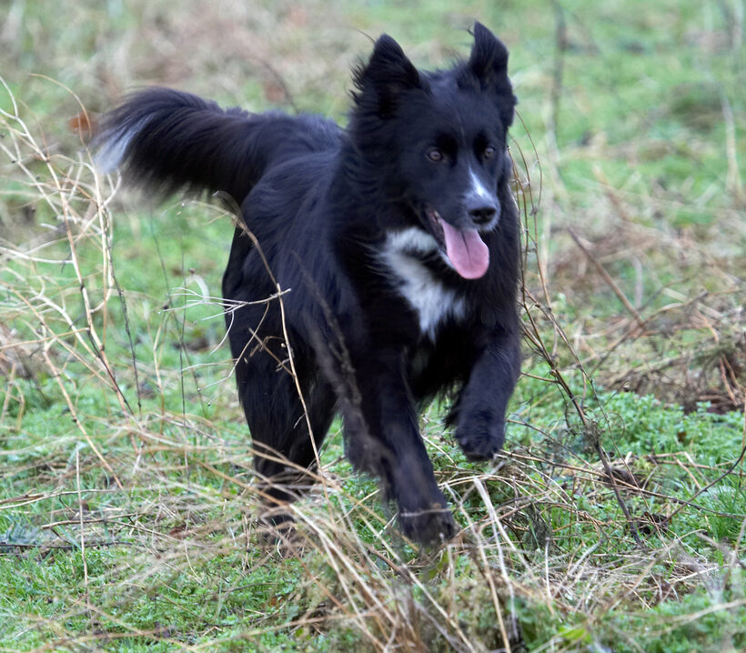 Barney, Border Collie, Collies, Dog, Dogs, Running, Tongue, Woodland