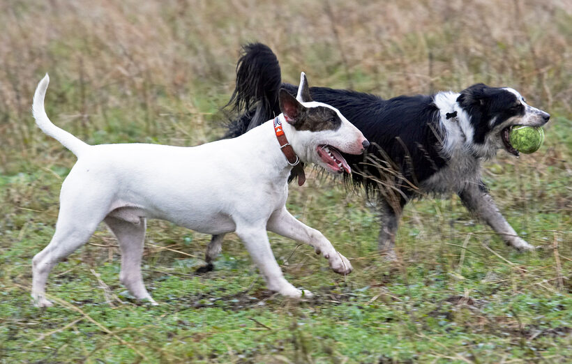Ball, Border Collie, Chase, Collies, Dog, Dogs, English Bull Terrier, Mana, Play, Running, Stinky, Terriers, Tongue, Woodland