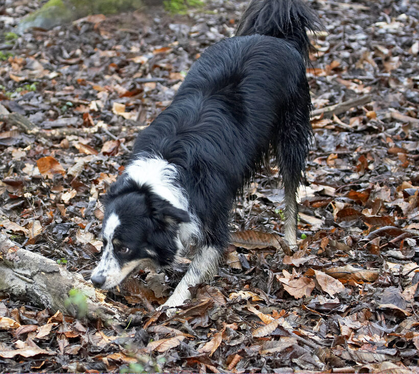 Ball, Border Collie, Collies, Dog, Dogs, Play, Stick, Stinky, Woodland