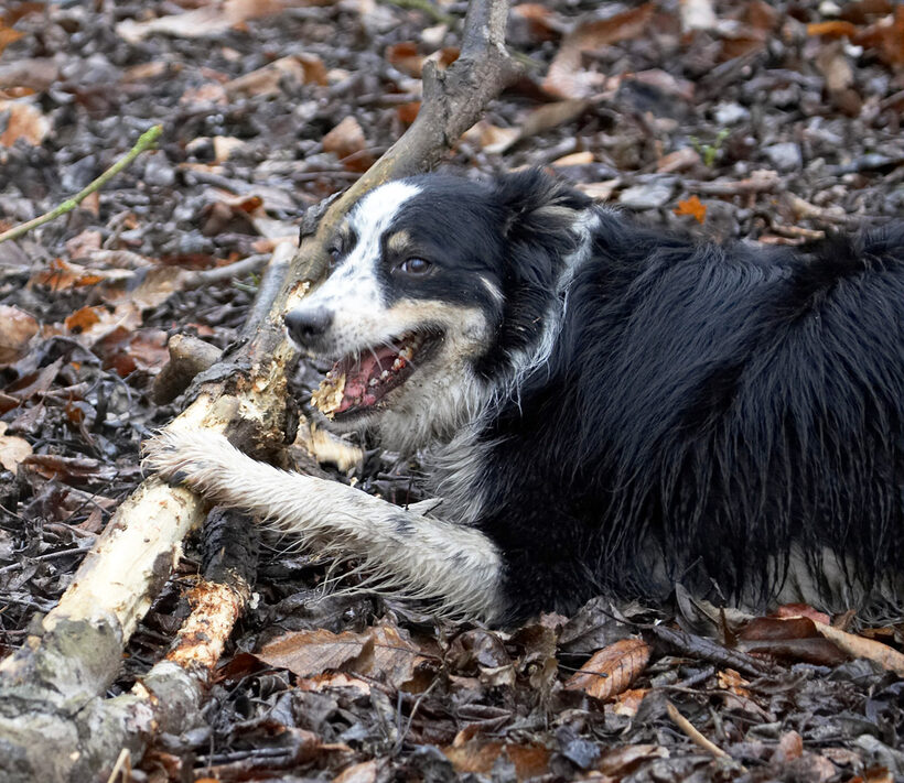 Ball, Border Collie, Collies, Dog, Dogs, Play, Stick, Stinky, Woodland