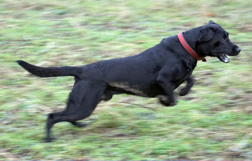 Ball, Dog, Dogs, Harvey, Labrador, Leap, Leaping, Play, Woodland