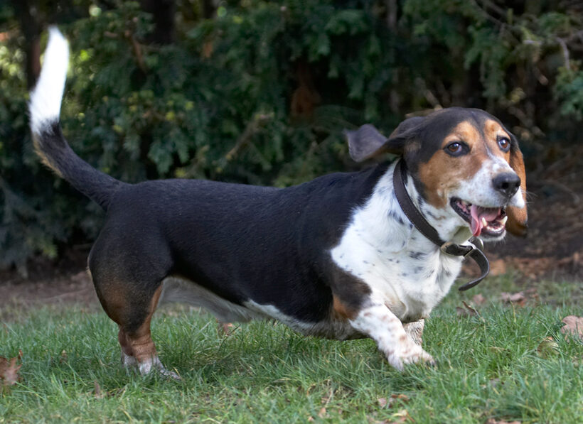 Bassett hound, Dog, Dogs, Humphrey, Tongue