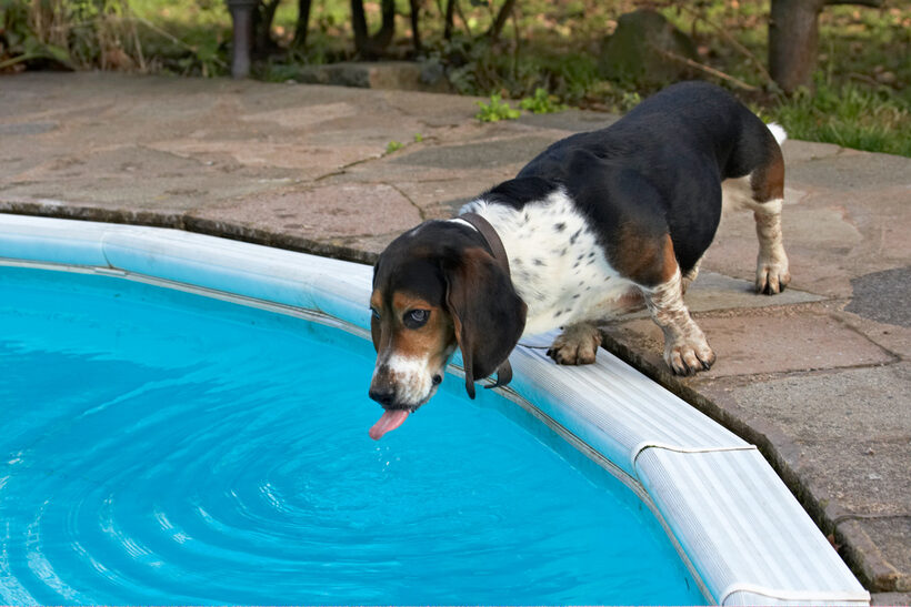 Bassett hound, Dog, Dogs, Humphrey, Swimming Pool, Tongue