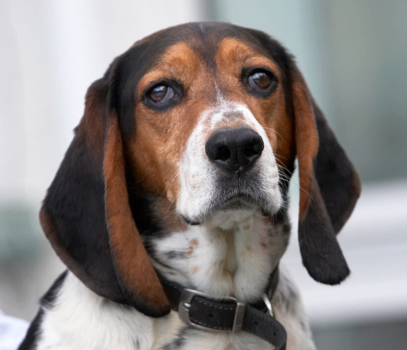 Bassett hound, Dog, Dogs, Humphrey