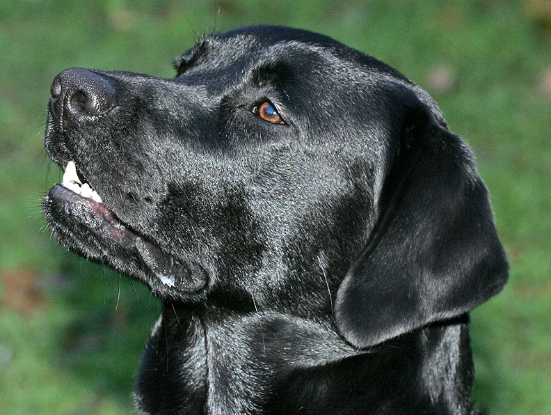 Billy
