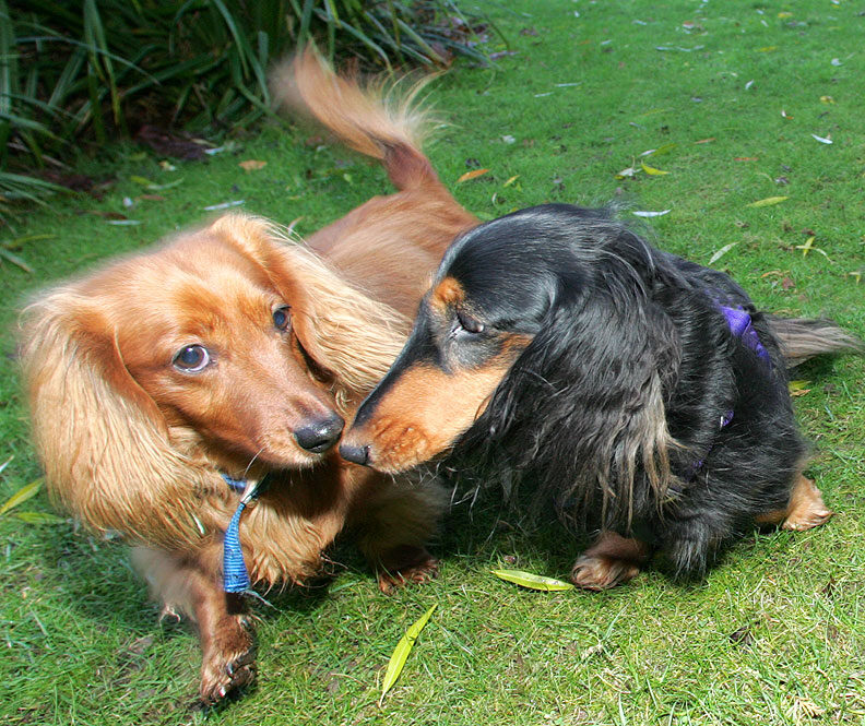 Molly and Whistler