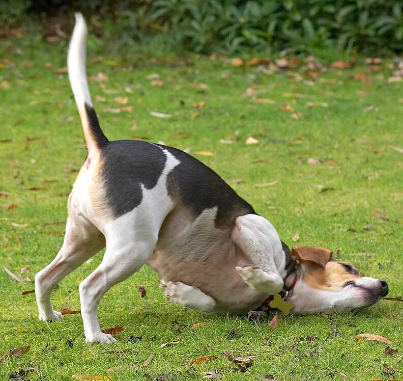Yep, that smell is good enough to roll in!