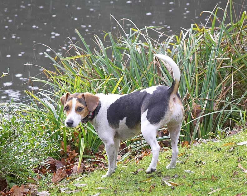 Cleo wondering whether she can go after the ducks