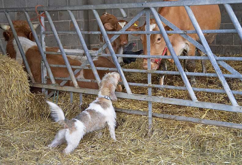 Libbie stretching up to meet Carole
