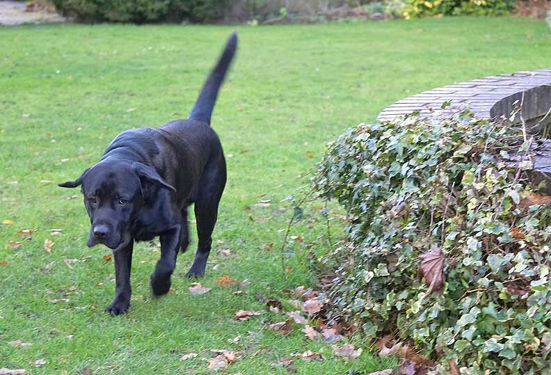 Slipper on a mission