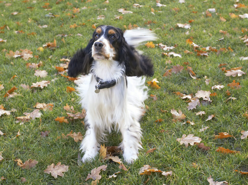 Cocker Spaniel, Dog, Dogs, Play, Playing, Playtime, Spaniels, Stand, Standing, Ziggy