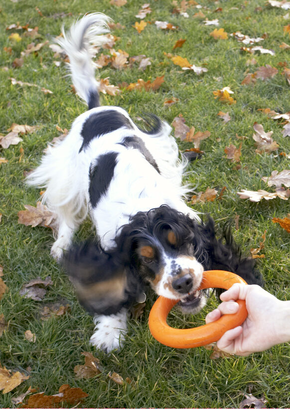 Cocker Spaniel, Dog, Dogs, Play, Playing, Playtime, Spaniels, Tug-o-war, Ziggy
