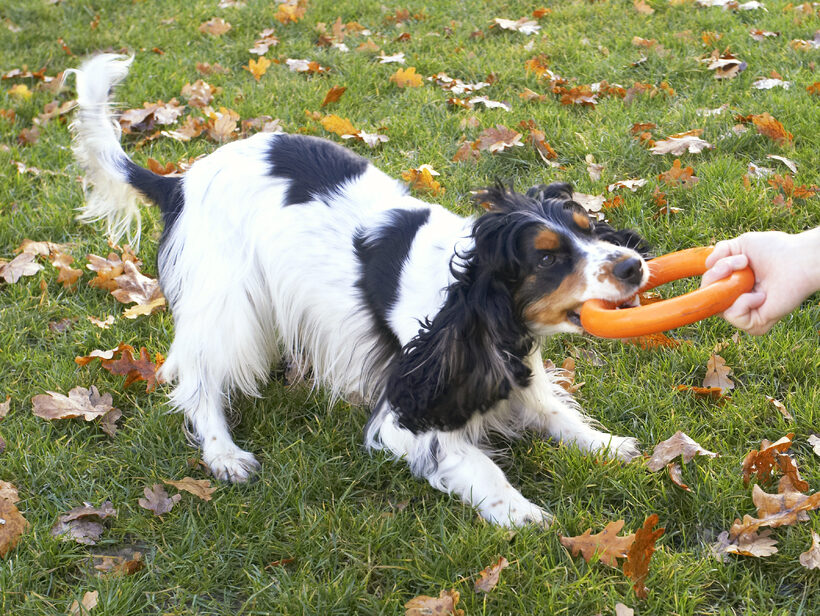Cocker Spaniel, Dog, Dogs, Play, Playing, Playtime, Spaniels, Tugo-war, Ziggy