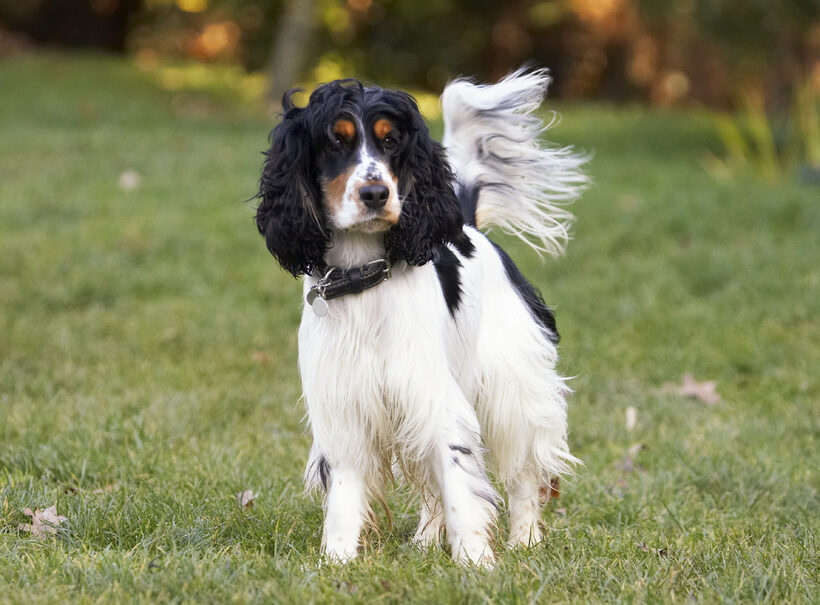 Cocker Spaniel, Dog, Dogs, Play, Playing, Playtime, Spaniels, Stand, Standing, Ziggy