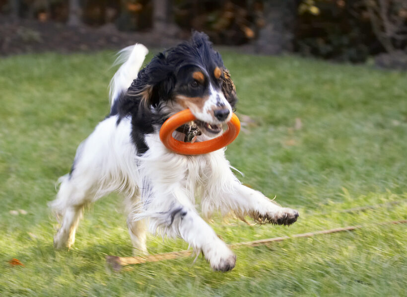Cocker Spaniel, Dog, Dogs, Play, Playing, Playtime, Run, Running, Spaniels, Ziggy
