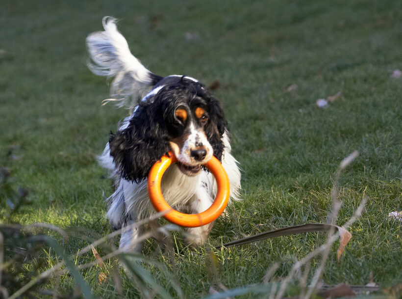 Cocker Spaniel, Dog, Dogs, Play, Playing, Playtime, Spaniels, Ziggy