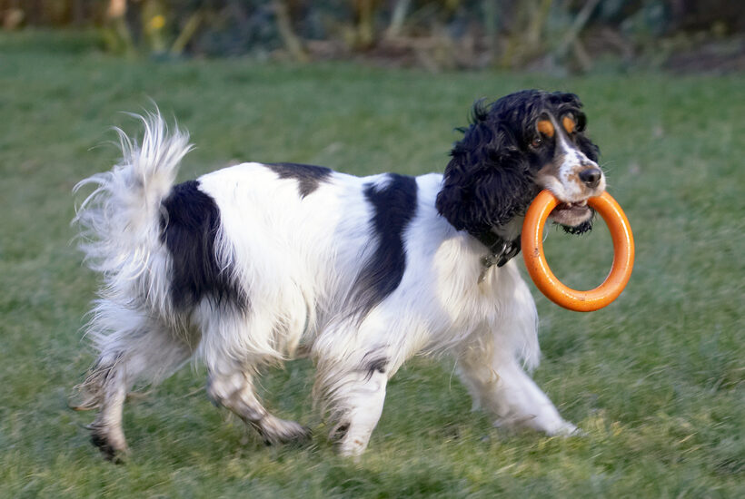 Cocker Spaniel, Dog, Dogs, Play, Playing, Playtime, Spaniels, Ziggy