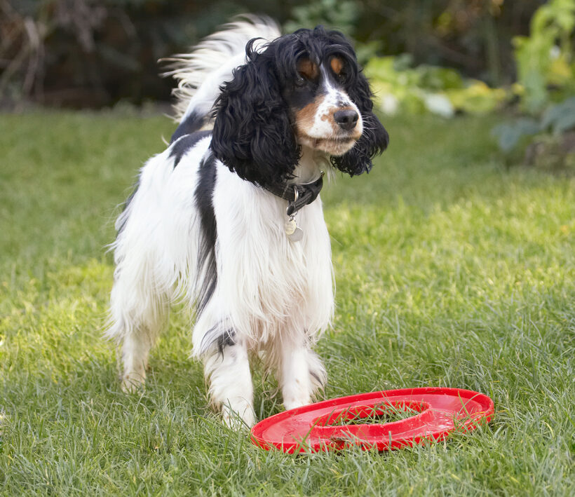 Cocker Spaniel, Dog, Dogs, Frisbee, Play, Playing, Playtime, Spaniels, Ziggy