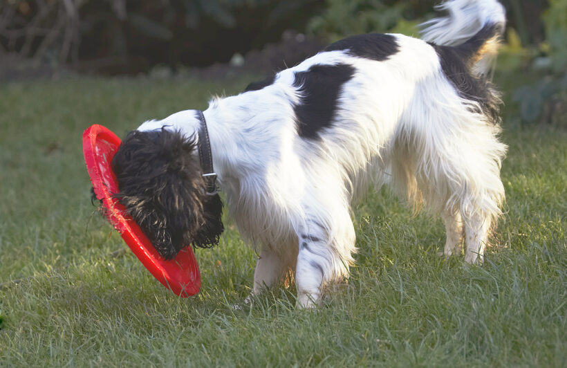 Cocker Spaniel, Dog, Dogs, Frisbee, Play, Playing, Playtime, Spaniels, Ziggy