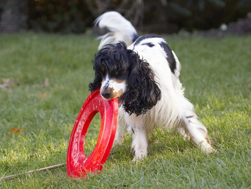 Cocker Spaniel, Dog, Dogs, Frisbee, Play, Playing, Playtime, Spaniels, Ziggy